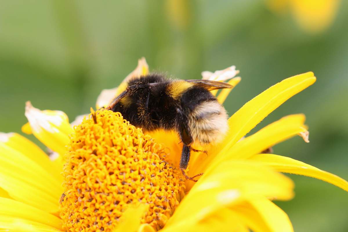 insect yellow and black bee on yellow-petaled flower bee